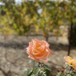 Ponte Vineyard Inn