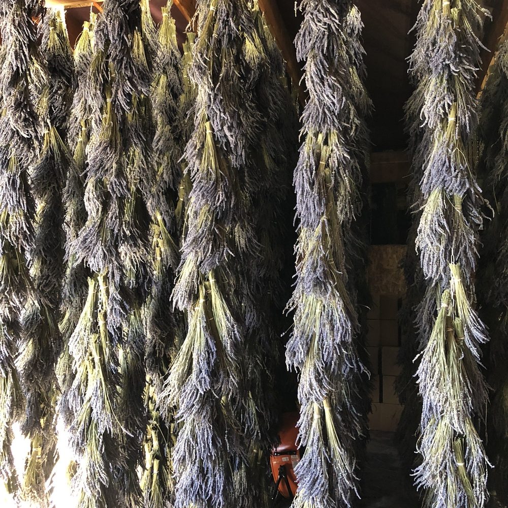 B & B Family Farm - Lots of lavender drying in the barn. Smells like heaven. - Walking Tours Near Me - Sequim, Washington B & B Family Farm - Lots of lavender drying in the barn. Smells like heaven. - Walking Tours Near Me - Sequim, Washington