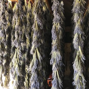 B & B Family Farm - Lots of lavender drying in the barn.  Smells like heaven. - Walking Tours Near Me - Sequim, Washington