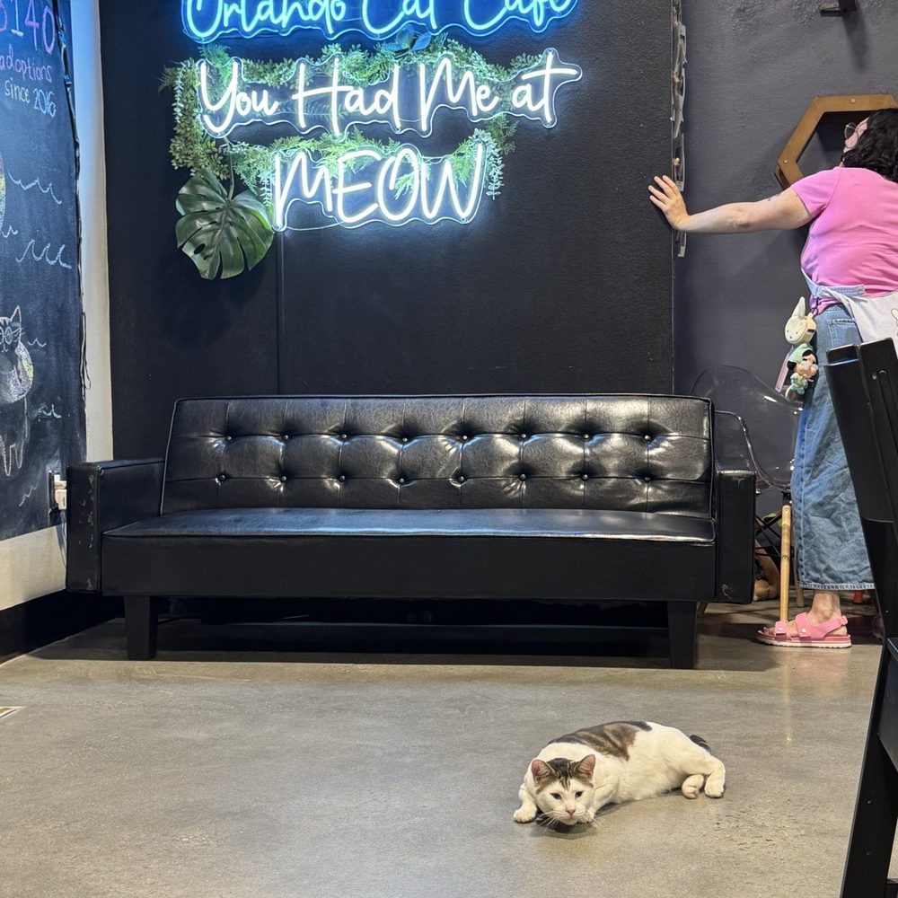 Orlando Cat Cafe - Animal Shelters Near Me - Clermont, Florida Orlando Cat Cafe - Animal Shelters Near Me - Clermont, Florida