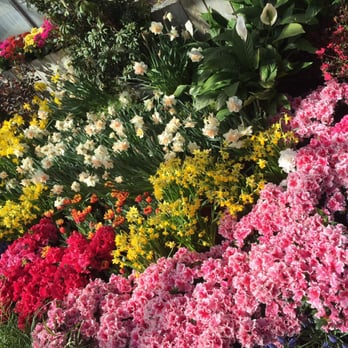 Lamberton Conservatory - Spring exhibition 2015 - Botanical Gardens Near Me - Rochester, New York Lamberton Conservatory - Spring exhibition 2015 - Botanical Gardens Near Me - Rochester, New York