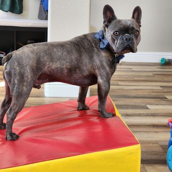 Paw Paradise Rocklin - Pet Boarding Near Me Paw Paradise Rocklin - Pet Boarding Near Me