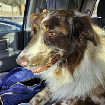 Veterinary Emergency Group - Emergency Pet Hospital Near Me - Phoenix, Arizona