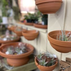 Armstrong Garden Centers - terracotta air plant display