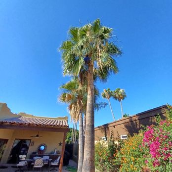 Samuel Landscaping Service - a palm tree in front of a house - Landscaping Near Me Samuel Landscaping Service - a palm tree in front of a house - Landscaping Near Me