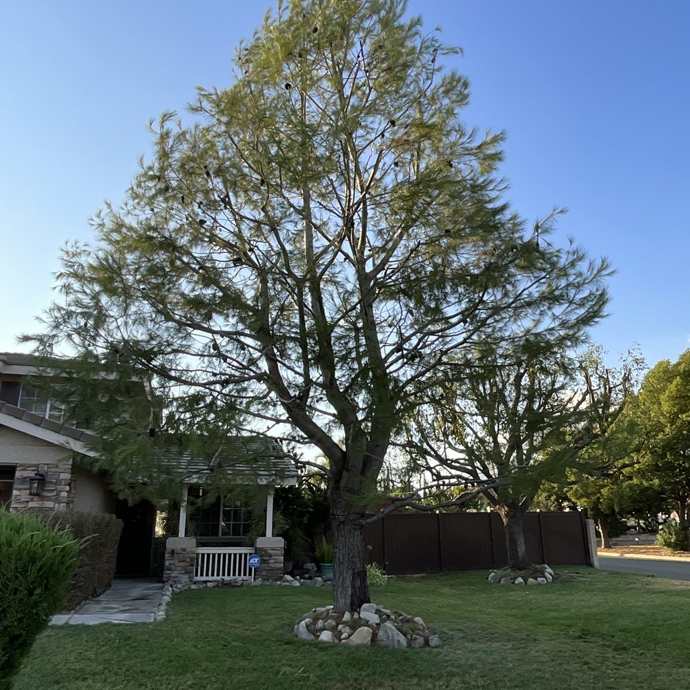 Luis’s Tree Service - Tree Services Near Me Luis’s Tree Service - Tree Services Near Me