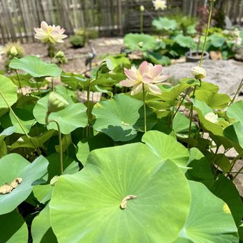 Khairos Coffee - Gorgeous water lillies in the lilly pad pond... - Coffee & Tea Near Me - Clarksville, Tennessee Khairos Coffee - Gorgeous water lillies in the lilly pad pond... - Coffee & Tea Near Me - Clarksville, Tennessee