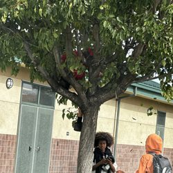Rancho Medanos - Kid in tree