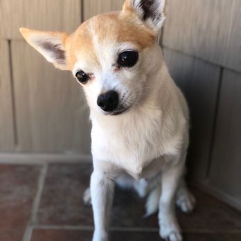 Veterinary Emergency Center - RiP Bob. Goodest boi. - Veterinarians Near Me - Redlands, California