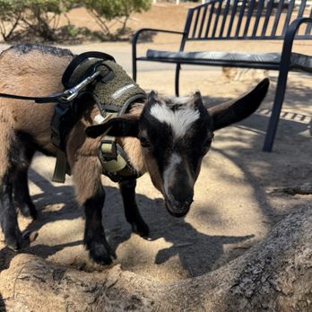 East County Large & Small Animal Practice - Clean outdoor waiting area! - Veterinarians Near Me - El Cajon, California East County Large & Small Animal Practice - Clean outdoor waiting area! - Veterinarians Near Me - El Cajon, California