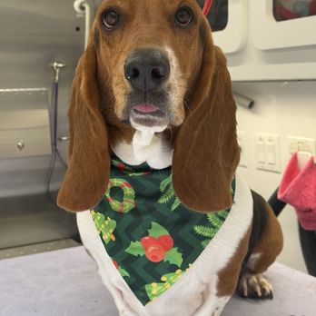 Chic Paws Pet Grooming - Pet Groomers Near Me - San Diego, California Chic Paws Pet Grooming - Pet Groomers Near Me - San Diego, California
