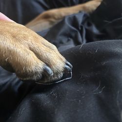 Woof Nails - puppy nails