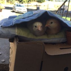Winn Farms - Chicks enjoying their special bed