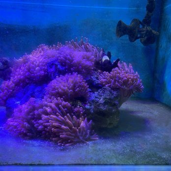 Hong Kong Tropical Fish - Local Fish Stores Near Me - Artesia, California Hong Kong Tropical Fish - Local Fish Stores Near Me - Artesia, California