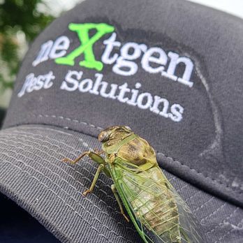 Nextgen Pest Solutions - Cicadas may be noisy but are mostly harmless. Still, if pests are overwhelming your space, Nextgen Pest Solutions is ready to help. - Pest Control Near Me - West Palm Beach, Florida Nextgen Pest Solutions - Cicadas may be noisy but are mostly harmless. Still, if pests are overwhelming your space, Nextgen Pest Solutions is ready to help. - Pest Control Near Me - West Palm Beach, Florida