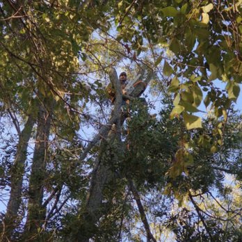 Texas Tree Services - Tree Services Near Me - Little River Academy, Texas Texas Tree Services - Tree Services Near Me - Little River Academy, Texas