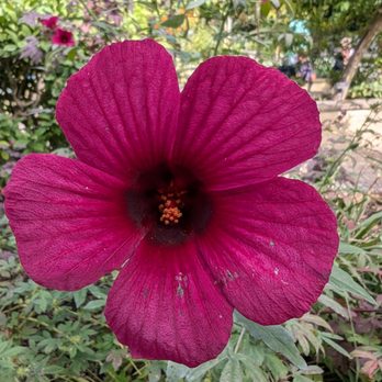 Mounts Botanical Garden - hibiscus, photo does not do color justice - Botanical Gardens Near Me - West Palm Beach, Florida Mounts Botanical Garden - hibiscus, photo does not do color justice - Botanical Gardens Near Me - West Palm Beach, Florida