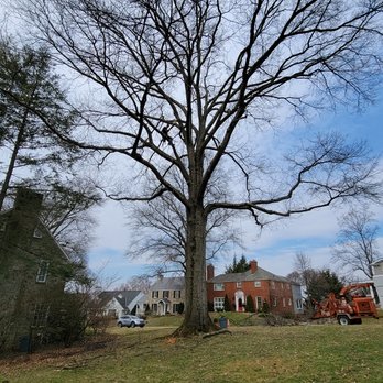 Allstar Arbor Tree Service - Tree Services Near Me Allstar Arbor Tree Service - Tree Services Near Me