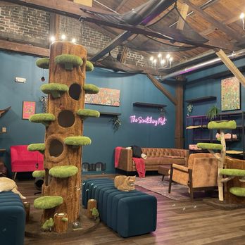The Scratching Post - Cat Lounge! It is so cool and very clean! - Themed Cafes Near Me - Champaign, Illinois