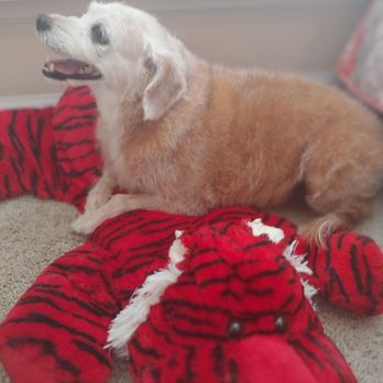 Puppers Grooming & Pet Sitting - Pet Groomers Near Me - Evans, Georgia Puppers Grooming & Pet Sitting - Pet Groomers Near Me - Evans, Georgia