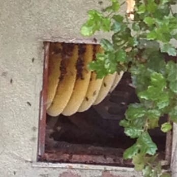 A Bee Solution - A bee hive under my home. Go get A Bee Solution! :) - Pest Control Near Me - North Hollywood, California A Bee Solution - A bee hive under my home. Go get A Bee Solution! :) - Pest Control Near Me - North Hollywood, California