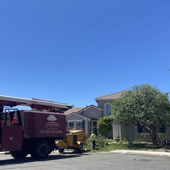Expert Tree and Yard Service - Tree Services Near Me - Reno, Nevada