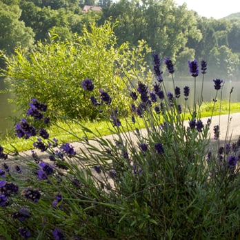 Fortuna Camping am Neckar - Der Neckar am Morgen - Campgrounds Near Me - Binau, BW