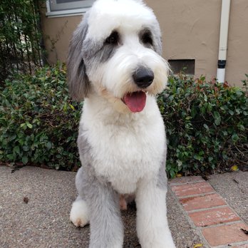 Madeline's Pet Care - Our sweet boy after grooming at Madeline's. - Pet Groomers Near Me - Santa Clara, California Madeline's Pet Care - Our sweet boy after grooming at Madeline's. - Pet Groomers Near Me - Santa Clara, California
