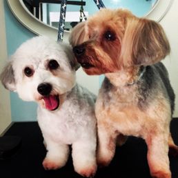 Mushu & Justice truly loves Tara's dog Services!