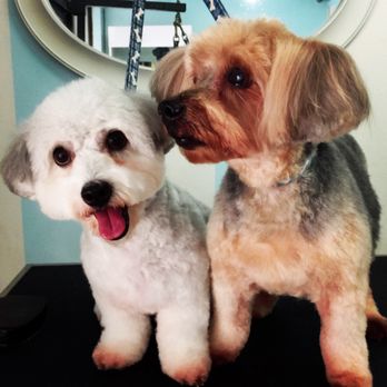 Tara's Dog Services - Mushu & Justice truly loves Tara's dog Services! - Dog Walkers Near Me