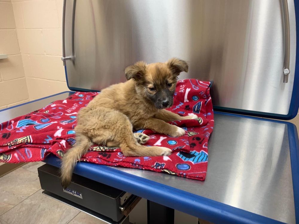 LOYALSOCK ANIMAL HOSPITAL 21 Photos 1900 Northway Rd, Williamsport, PA Yelp