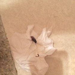 Holden Beach Properties - Roach that we killed in the kitchen.