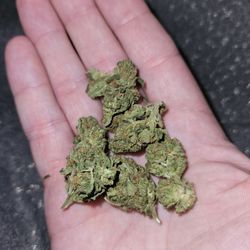 Devil’s Lettuce