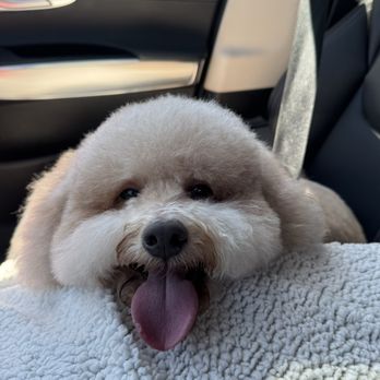 PJ Noah PetSalon - Costa Mesa - Happy Boy! - Pet Groomers Near Me - Costa Mesa, California