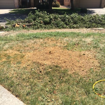 Travis Tree Service - My lawn looks like crap but at least the dying tree and stump is gone. - Tree Services Near Me - Fresno, California