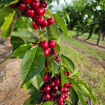 The Cherry Pit - Pick Your Own Farms Near Me - Brentwood, California