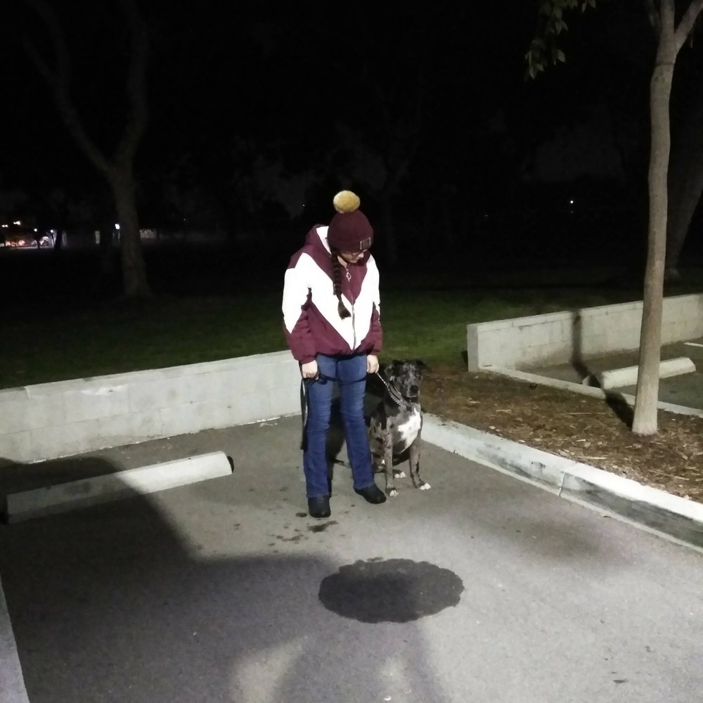 A A Comet Dog Training Services - While Jax used to reactive like crazy around bikers..here he's sitting, watching the biker go by. - Pet Training Near Me