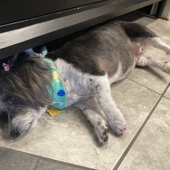 Pet's 1st Choice - She's tired! She played with all the dogs after her grooming. - Pet Groomers Near Me - Chino Valley, Arizona Pet's 1st Choice - She's tired! She played with all the dogs after her grooming. - Pet Groomers Near Me - Chino Valley, Arizona