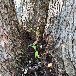 E & M Tree & Lawn Service