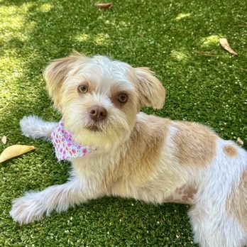 Pet Beauty Mobile Grooming - Pet Groomers Near Me Pet Beauty Mobile Grooming - Pet Groomers Near Me