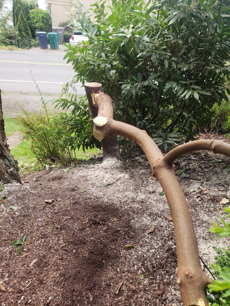 Erik Nye the Tree Guy - tree service in Seattle, WA