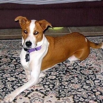 Small Animal Housecalls - Veterinarians Near Me Small Animal Housecalls - Veterinarians Near Me