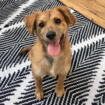 Austin Pets Alive! - Animal Shelters Near Me - Austin, Texas
