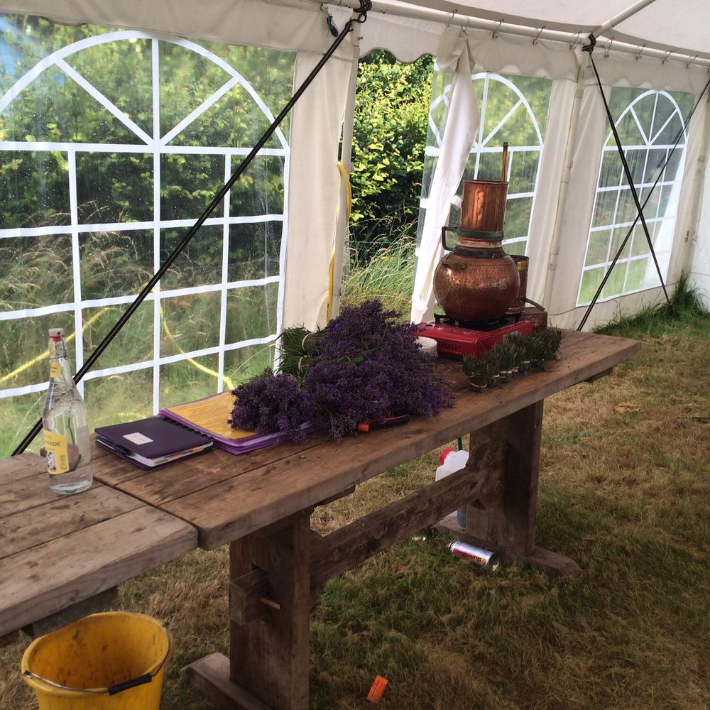 Shropshire Lavender - Demo - Nurseries & Gardening Near Me - Pickstock, SHR Shropshire Lavender - Demo - Nurseries & Gardening Near Me - Pickstock, SHR