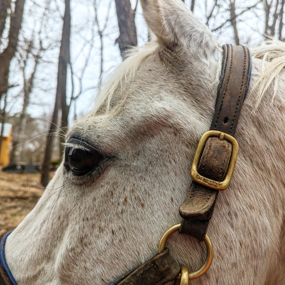 Crann Denali Boarding & Tender Touch Horse Training Logo