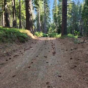 Sierra National Forest - 2025 Jun 3: Back way to Mariposa Grove - Hiking Near Me - Clovis, California