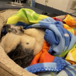 BluePearl Pet Hospital Wyomissing - My dog denied care. Don't go here