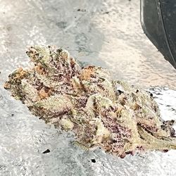 GrowHealthy - Lake Worth - Bud from GrowHealthy. Nice!!
