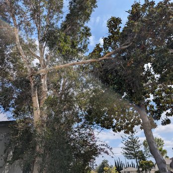 Orange County Tree Services - Before - Tree Services Near Me Orange County Tree Services - Before - Tree Services Near Me