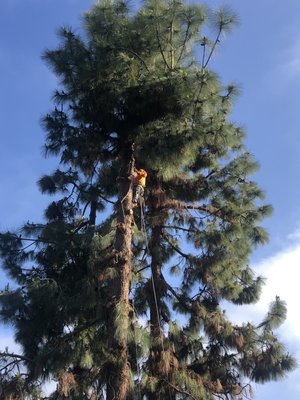 Pine tree removal - pine tree removal Pine tree removal - pine tree removal